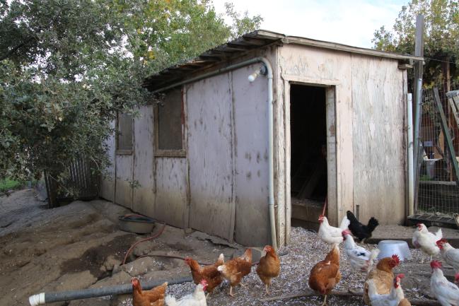 2025 10 coop 01 old