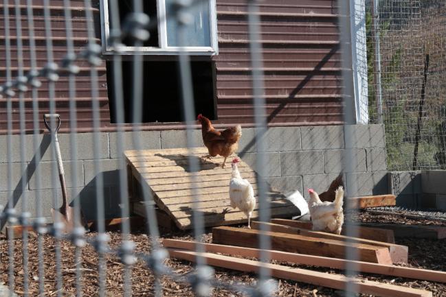 2025 10 coop 04 chickens